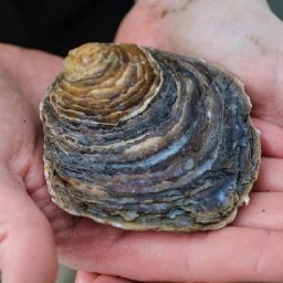 conservation-project-to-bring-native-oyster-back-from-the-brink-boosts-other-marine-life