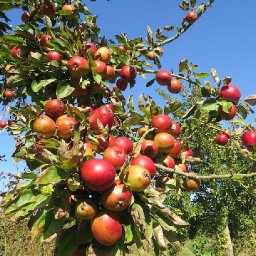food-tales-from-wales-celebrating-the-patron-saint-of-welsh-orchards