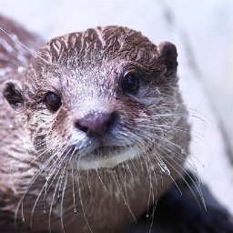 welsh-council-creates-safe-otter-road-crossing-with-underground-pipe