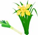 The Leek and the Daffodil both Emblems of Wales