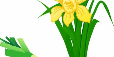 The Leek and the Daffodil both Emblems of Wales