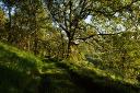 3 Reasons Ancient Woodland in Wales Is More Valuable Than Ever 