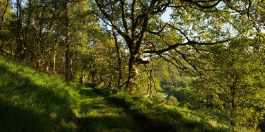 3 Reasons Ancient Woodland Wales Is More Valuable Than Ever 