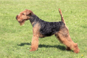 A Bit About Welsh Terriers