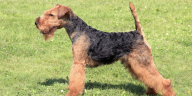 A Bit About Welsh Terriers