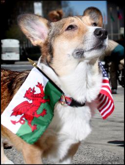 Welsh Corgi Convention