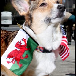 Welsh Corgi Convention