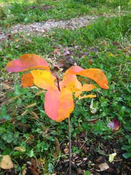 Our Welsh Ethnobotany