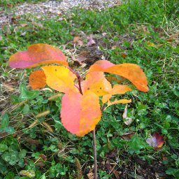 Our Welsh Ethnobotany