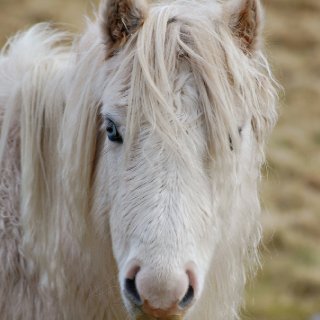 CarneddauWildPony.jpg