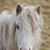 Carneddau Wild Pony