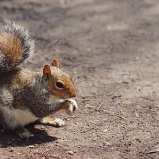 GreySquirrel.JPG.jpg