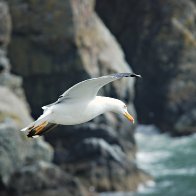 Gull Flying At South Stack