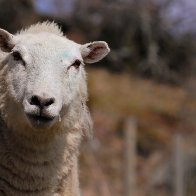 A Curious Ewe