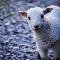 A curious little lamb