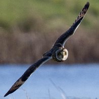 Short Eared Owl