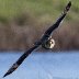 Short Eared Owl