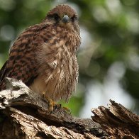 Kestrel