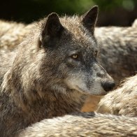 Grey Wolf