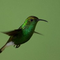 Coppery Headed Emerald