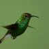 Coppery Headed Emerald