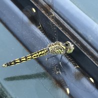 A dragon fly taking a lift in my car!