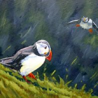 puffin_art