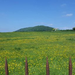 field_near_pwll_y_wrach.jpg