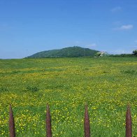 field_near_pwll_y_wrach