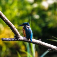 kingfisher 1