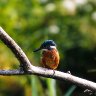 kingfisher 2