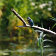 kingfisher 4