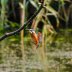 kingfisher 7