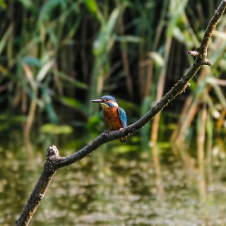 kingfisher 8.jpg