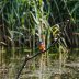 kingfisher 9