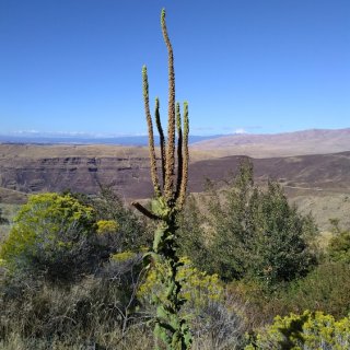 triffid.jpg