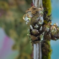 Mouse Girl's Fairy House, detail