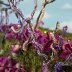 Rose Glen Fairy House, detail