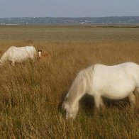 Marsh Ponies (1)