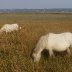 Marsh Ponies (1)