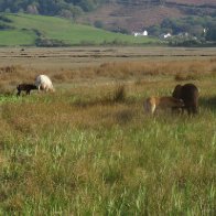 Marsh Ponies (2)