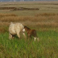 Marsh Ponies (3)