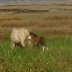 Marsh Ponies (3)