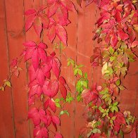 Autumnal colours