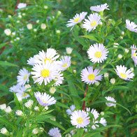 Late Blooms