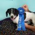 Snuggles and her blue ribbon