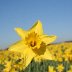 2008_0213itvdaffs0037