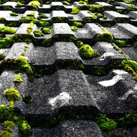 Moss on Tiles