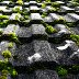 Moss on Tiles