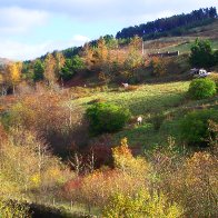 Autumn on The Maendy